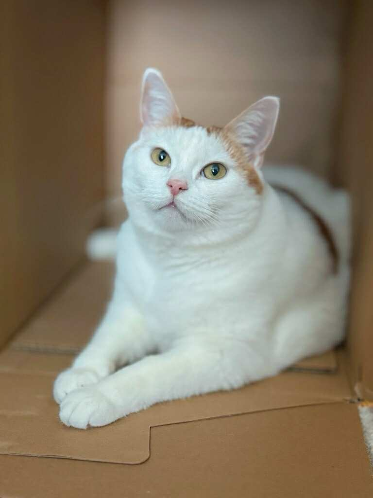 Säpo - Direktör för Kvalitetskontroll