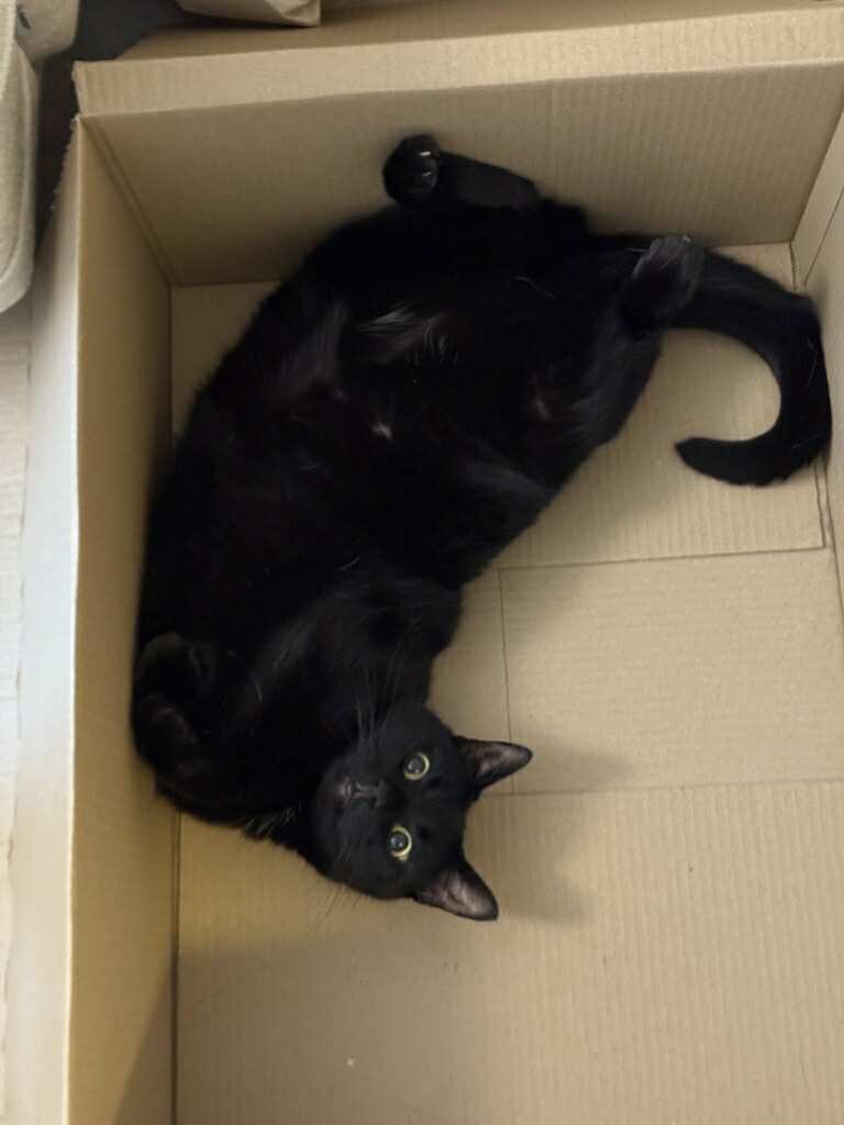 Sevo - Chef för Moralstöd